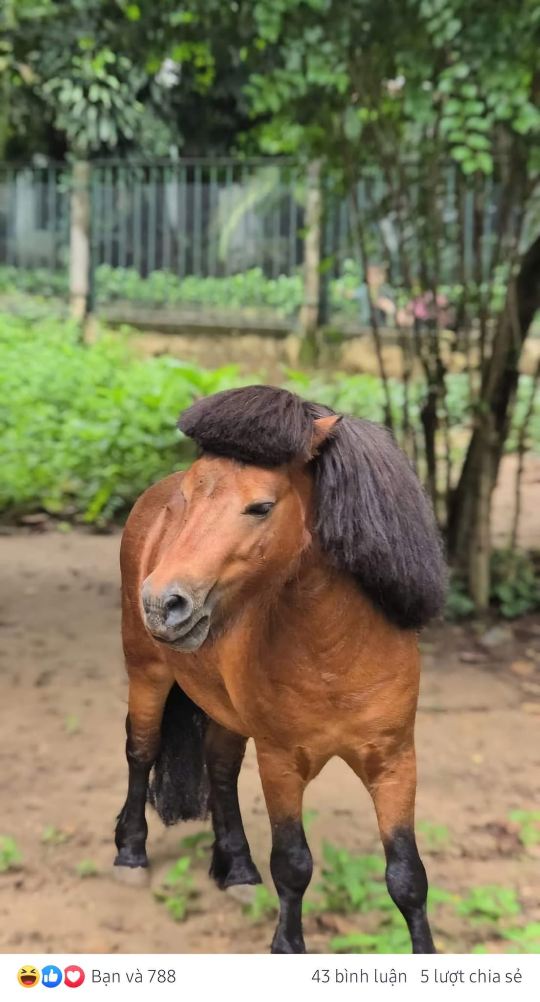 Chú ngựa có giao diện "trẩu" nhất Thảo Cầm Viên.