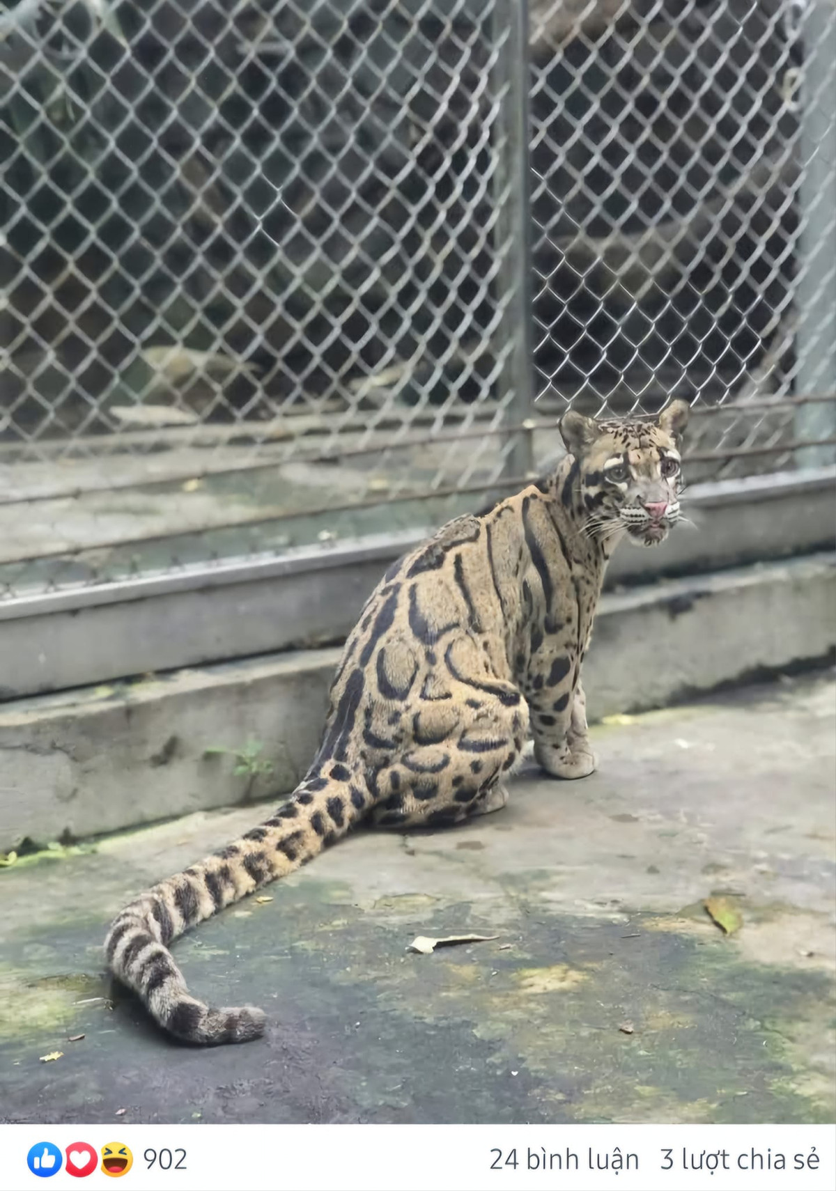 Đôi mắt ngơ ngác.