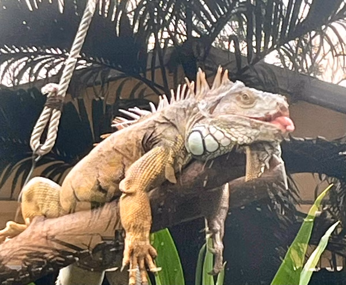 Chú rồng Nam Mỹ với dáng nằm rất chill.