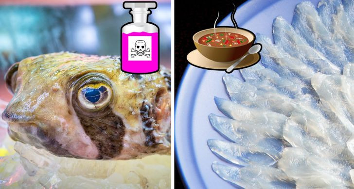 Cá nóc là món ăn có độc nổi tiếng ở Nhật Bản. Các đầu bếp phải trải qua 3 năm đào tạo và phải có giấy phép đặc biệt mới được phép phục vụ món ăn này.