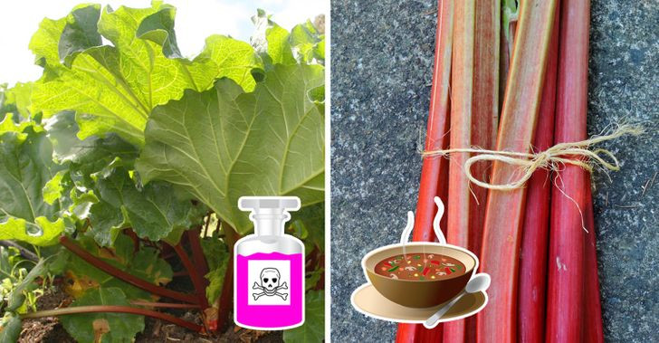 Lá của cây đại hoàng có chứa độc tố. Nấu lá đại hoàng với baking soda có thể khiến nó trở nên độc hơn do phản ứng giữa soda và axit.