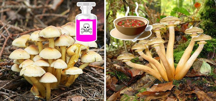 Các loại nấm đều có khả năng hấp thụ các kim loại nặng, kể cả các chất phóng xạ, nên bạn cũng cần cân nhắc kĩ trước khi ăn.