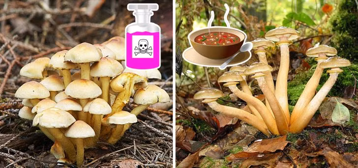 Các loại nấm đều có khả năng hấp thụ các kim loại nặng, kể cả các chất phóng xạ, nên bạn cũng cần cân nhắc kĩ trước khi ăn.