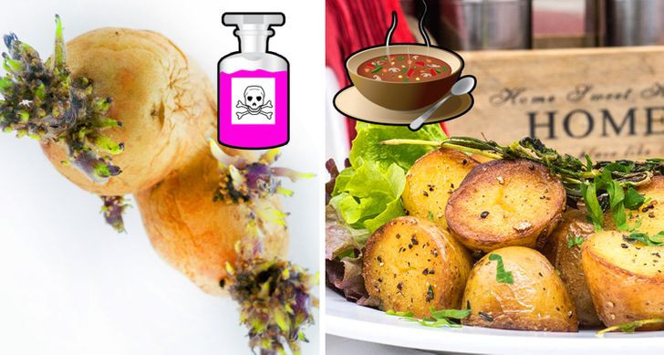 Khoai tây mọc mầm chứa các hợp chất độc hại được gọi là glycoalkaloids sẽ khiến bạn bị chuột rút, tiêu chảy, đau đầu, thậm chí hôn mê, tử vong.