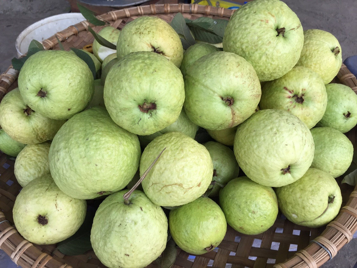 Ngoài ra, hạt ổi còn là thuốc nhuận tràng tuyệt vời giúp cho việc đi tiêu dễ dàng.