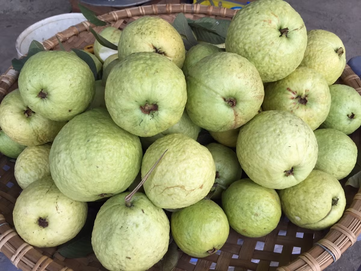 Ngoài ra, hạt ổi còn là thuốc nhuận tràng tuyệt vời giúp cho việc đi tiêu dễ dàng.