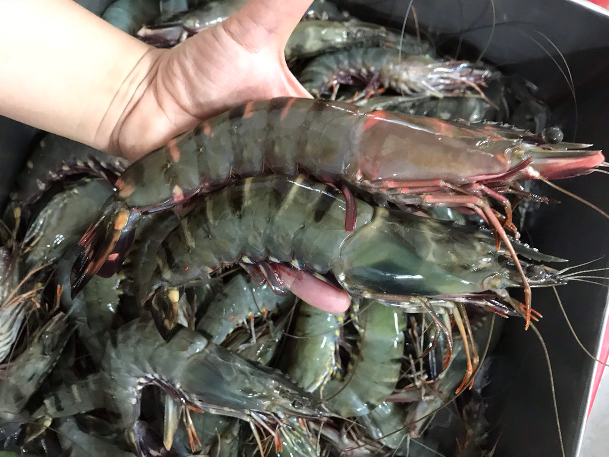 Tôm là loại thực phẩm người bị viêm gan B cần tránh do chứa nhiều đạm và cholesterol, khiến gan phải làm việc nhiều hơn để chuyển hóa được hết hoạt chất này. Ảnh: daihaisan.