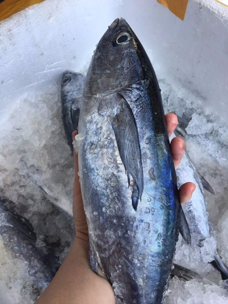 Tuy nhiên, đây cũng là loài cá có hàm lượng thủy ngân cao. Ảnh: hstatic.