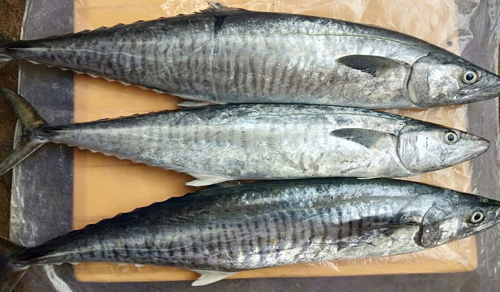 Phụ nữ mang thai ăn nhiều cá thu sẽ hấp thu thủy ngân, làm ảnh hưởng não bộ thai nhi khiến con ra đời kém thông minh, khả năng tư duy kém. Ảnh: bizweb.