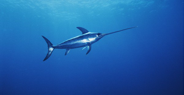 Dù có rửa sạch cá và chế biến kỹ, thì lượng thủy ngân này vẫn không mất đi. Do đó, để không làm ảnh hưởng đến sức khỏe, bạn nên hạn chế tiêu thụ loại cá này. Ảnh: kenh14cdn.