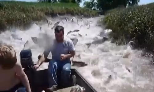 Đàn cá đua nhau nhảy lên thuyền ngư dân.