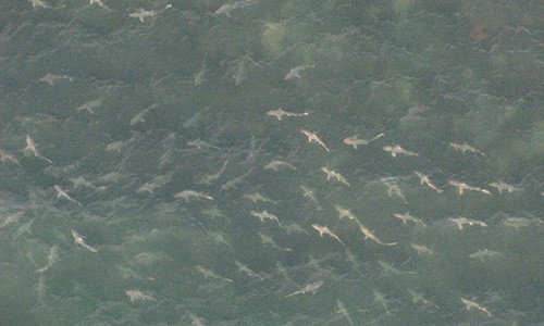 Hai hung hang tram con ca map dan tran boi vao bo