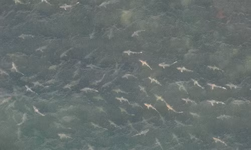 Hai hung hang tram con ca map dan tran boi vao bo