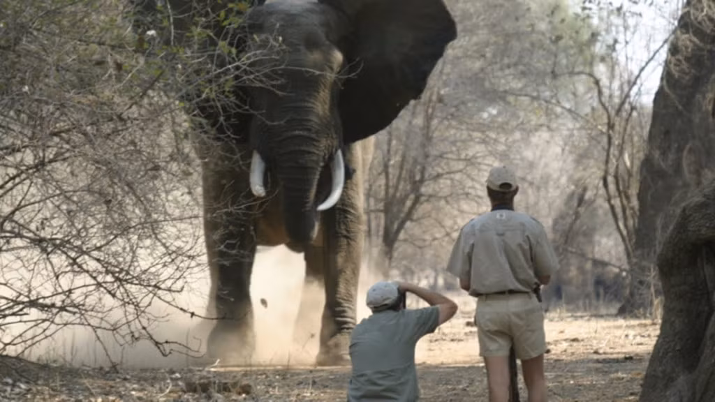 Voi (100 người/năm): Loài người phá rừng, sinh sống và trồng trọt trên lãnh thổ của voi. Loài vật ăn cỏ này có thể tới các khu nông nghiệp kiếm ăn và trở nên hung dữ khi gặp phải sự chống trả của con người. Đồng thời, những con voi bị bắt và thuần hóa có thể nổi điên và tấn công người xung quanh. Ảnh: Fieldsports Channel.