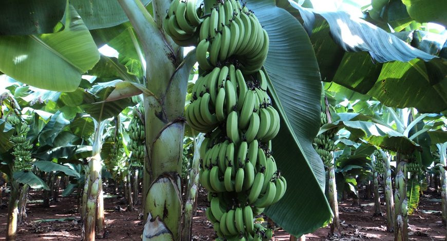 Cuối tháng 12/2022, trinh sát có thông tin Thành xuất hiện tại khu vực xã Đồng Lạc, TP Chí Linh. Tại đây, người dân trồng bạt ngàn chuối cùng hoa màu như khoai, củ đỗ, quả chuối, cà rốt... Đây cũng chính là nguồn lương thực nuôi sống đối tượng. Khi cần nước hoặc thuốc lá và xăng, Thành sẽ sang khu vực khác để ẩn nấp rồi mua đồ tại vùng nông thôn có đồi núi liền rìa bờ sông khác. Do vậy, việc bắt giữ đối tượng đặc biệt khó khăn. (Ảnh minh họa, nguồn ảnh Internet) 