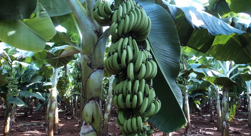 Cuối tháng 12/2022, trinh sát có thông tin Thành xuất hiện tại khu vực xã Đồng Lạc, TP Chí Linh. Tại đây, người dân trồng bạt ngàn chuối cùng hoa màu như khoai, củ đỗ, quả chuối, cà rốt... Đây cũng chính là nguồn lương thực nuôi sống đối tượng. Khi cần nước hoặc thuốc lá và xăng, Thành sẽ sang khu vực khác để ẩn nấp rồi mua đồ tại vùng nông thôn có đồi núi liền rìa bờ sông khác. Do vậy, việc bắt giữ đối tượng đặc biệt khó khăn. (Ảnh minh họa, nguồn ảnh Internet) 