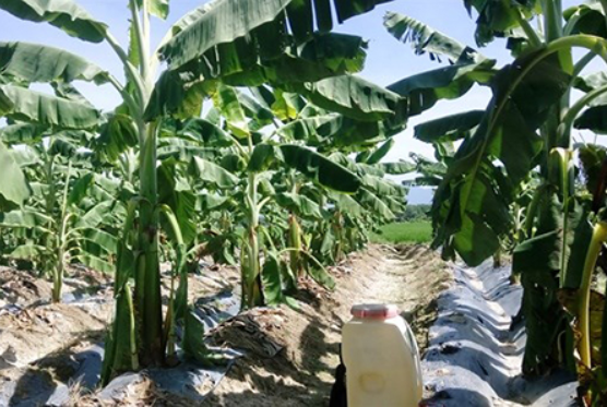 Rạng sáng 1/1/2023, Đội CSHS và Công an xã Hiệp Cát nhận thông tin của quần chúng vừa phát hiện một đối tượng khả nghi ẩn nấp tại khu bãi trồng chuối rộng vài nghìn mét vuông ở thôn Kinh Dương, xã Hiệp Cát. Lãnh đạo Cơ quan CSĐT Công an huyện Nam Sách nhanh chóng chỉ đạo Đội CSHS do trung tá Bùi Duy Thiềm, Đội trưởng chỉ đạo, khẩn trương điều tra. (Ảnh minh họa, nguồn ảnh Internet) 