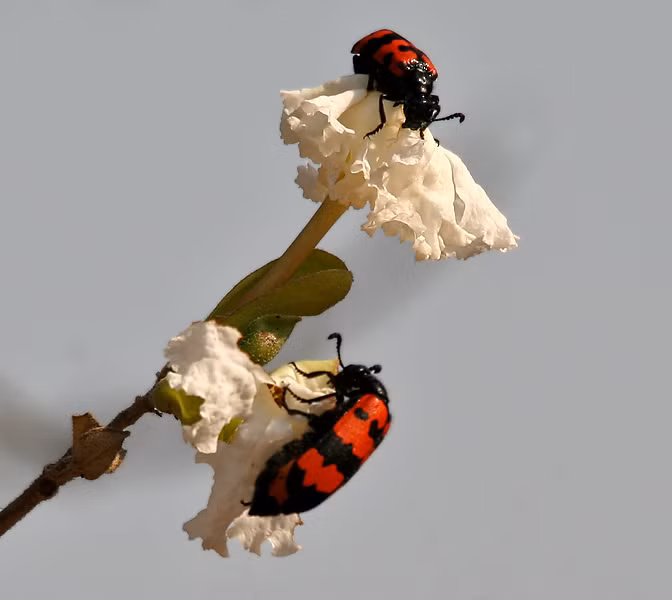 Độc tố của sâu ban miêu là cantharidin gây hủy hoại protein. Khi vào cơ thể, qua đường tiêu hóa sẽ gây tình trạng ngộ độc nặng nhất, gây tổn thương dạ dày ruột, đau bụng nôn mửa, chảy máu đường tiêu hóa, hoại tử ruột, tổn thương tất cả cơ quan cơ thể, thận, gan, máu.