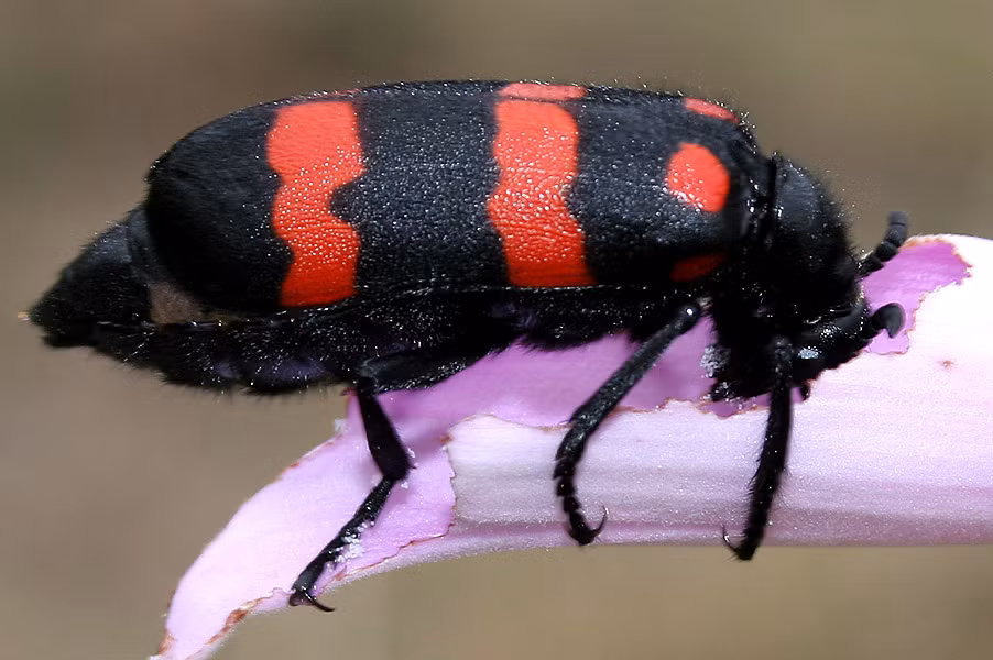 Bệnh nhân được chuyển lên Khoa Hồi sức tích cực - Chống độc, tuy nhiên đã tử vong. Trước đó, bệnh nhân đã ăn 10 sâu ban miêu. Ảnh: Wiki.