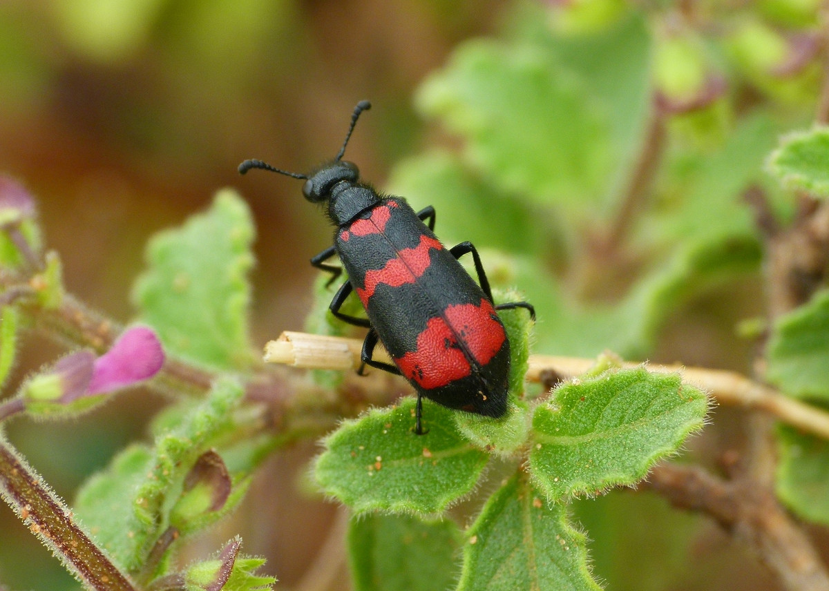 Theo các nhà khoa học, sâu ban miêu có chứa chất độc là cantharidin. Đây là một chất béo không mùi, không màu thuộc lớp terpenoid. Ở dạng tự nhiên, cantharidin tiết ra khi bọ cánh cứng đực trao cho con cái như một món quà giao cấu trong quá trình giao phối. Sau đó, bọ cánh cứng cái dùng nó bọc trứng để bảo vệ khỏi những kẻ săn mồi.