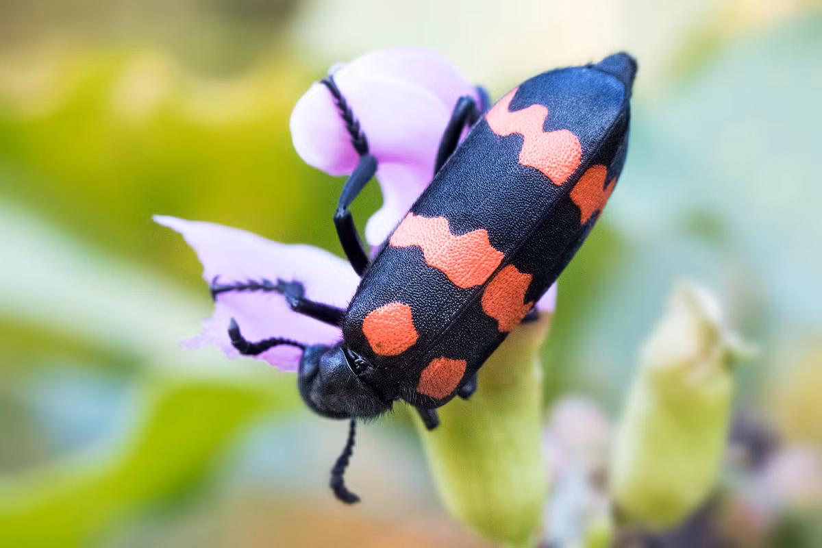 Sâu ban miêu có tên khoa học Cantharis vesicatoria, còn gọi là manh trùng, ban manh, ban mao sâu đậu. Sâu ban miêu dài khoảng 15-20 mm, ngang 4-6 mm. Phía trên hai cánh màu đen có các chấm màu vàng hoặc màu đỏ nhạt; hoặc thân màu vàng với các điểm hay các dải ngang màu đen.