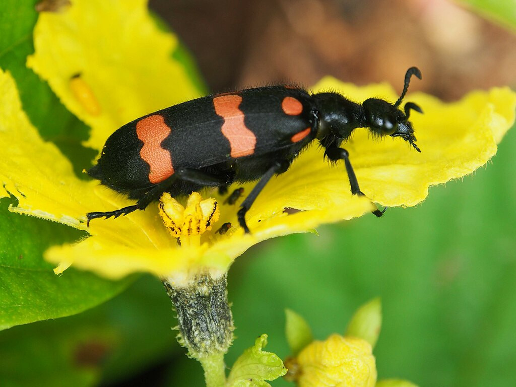 Khi nghi ngờ bị ngộ độc sâu ban miêu, hãy nhanh chóng đưa đến cơ sở y tế gần nhất để được xử lý kịp thời.