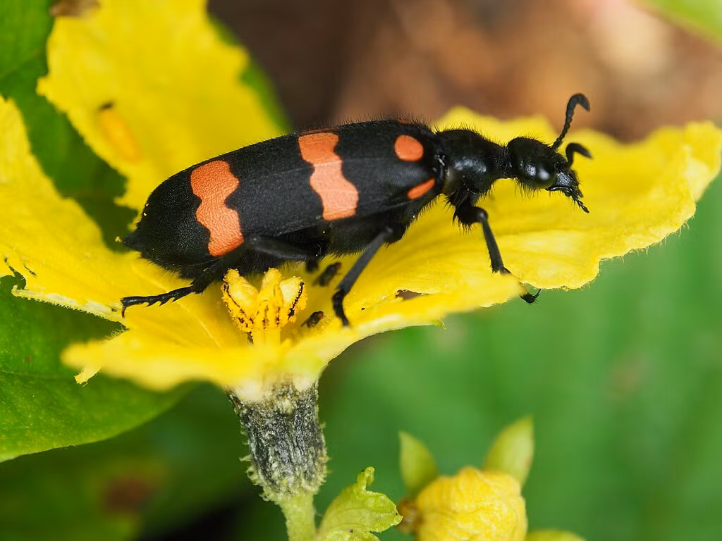 Khi nghi ngờ bị ngộ độc sâu ban miêu, hãy nhanh chóng đưa đến cơ sở y tế gần nhất để được xử lý kịp thời.