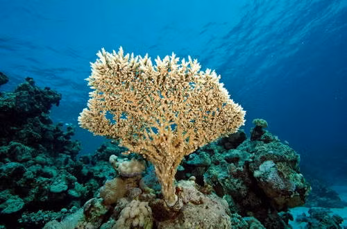  Công viên hải dương quốc gia Sanganeb và vịnh Dungonab (Sudan). Di sản thiên nhiên thế giới mới này gồm hai khu vực riêng biệt, trong đó Sanganeb là một dải san hô ngầm ở Biển Đỏ và vịnh Dungonab là một hệ thống rất đa dạng của các rạn san hô, rừng ngập mặn, thảm cỏ biển, bãi biển và đảo nhỏ. Đây là nơi sinh sống của rất nhiều sinh vật biển quý hiếm.