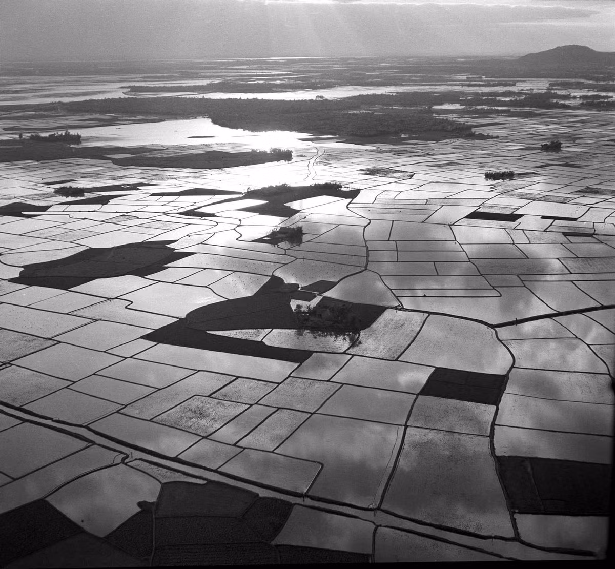 Ruộng lúa bạt ngàn ở Mũi Cà Mau, Việt Nam thập niên 1950.