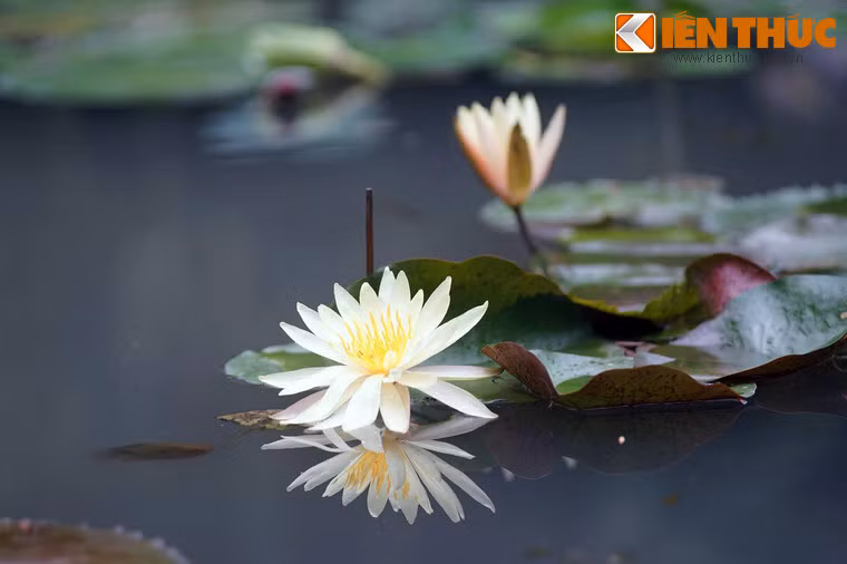 Sau 1975 Vườn Tao Đàn đổi tên là Công viên Văn hoá Tao Đàn", nhưng người dân thường gọi ngắn gọn là công viên Tao Đàn.