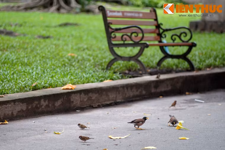 Công viên cũng là nơi sinh sống của nhiều loài động vật hoang dã như sóc, thằn lằn, rắn cùng các loài chim.