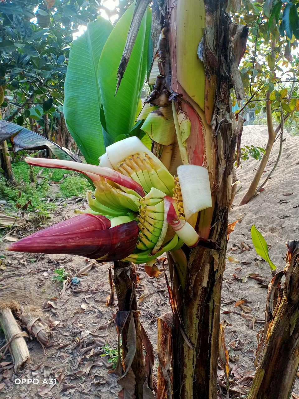 Lạ lùng cây chuối nứt ngang thân để trổ buồng ở Hà Tĩnh La lung cay chuoi nut ngang than de tro buong o Ha Tinh