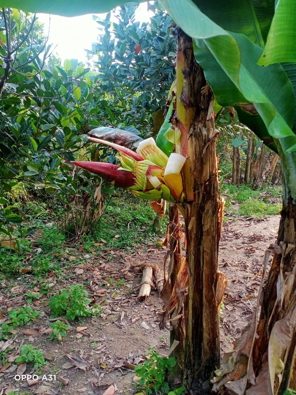 Lạ lùng cây chuối nứt ngang thân để trổ buồng ở Hà Tĩnh - Hình 3 La lung cay chuoi nut ngang than de tro buong o Ha Tinh-Hinh-3
