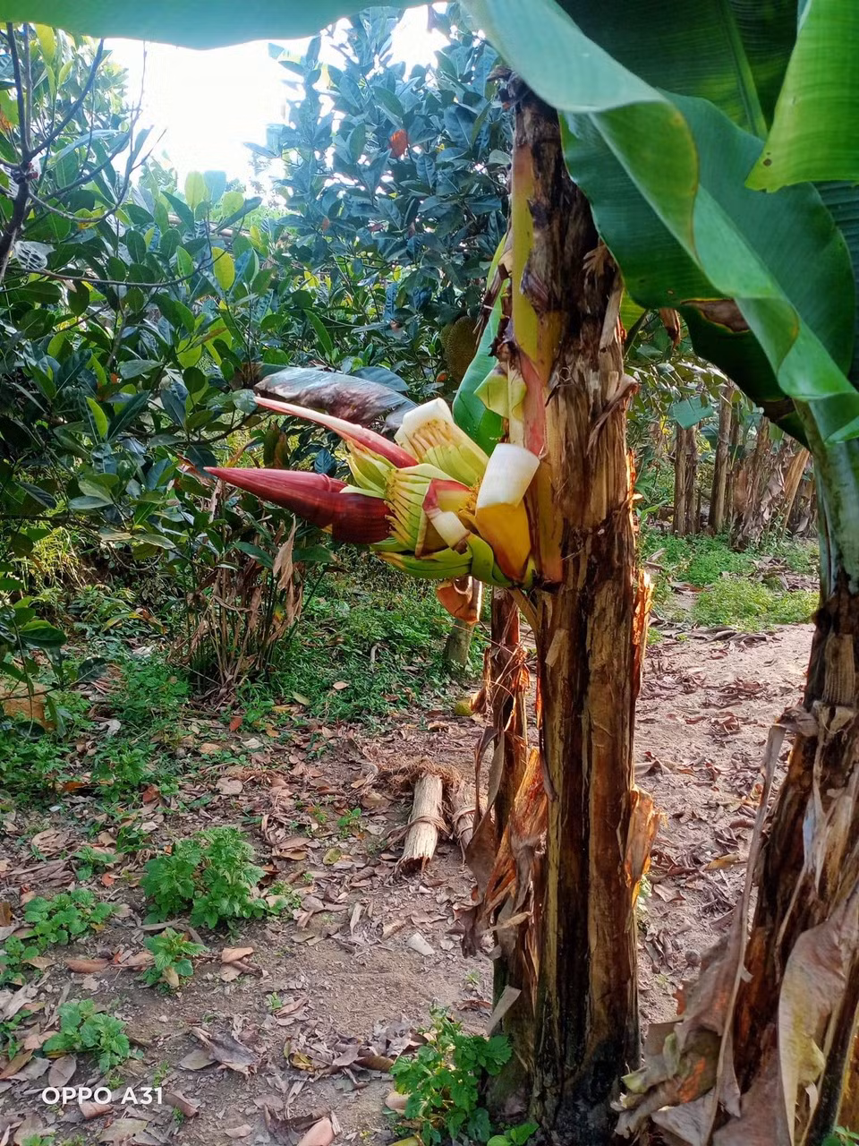 Lạ lùng cây chuối nứt ngang thân để trổ buồng ở Hà Tĩnh - Hình 3 La lung cay chuoi nut ngang than de tro buong o Ha Tinh-Hinh-3