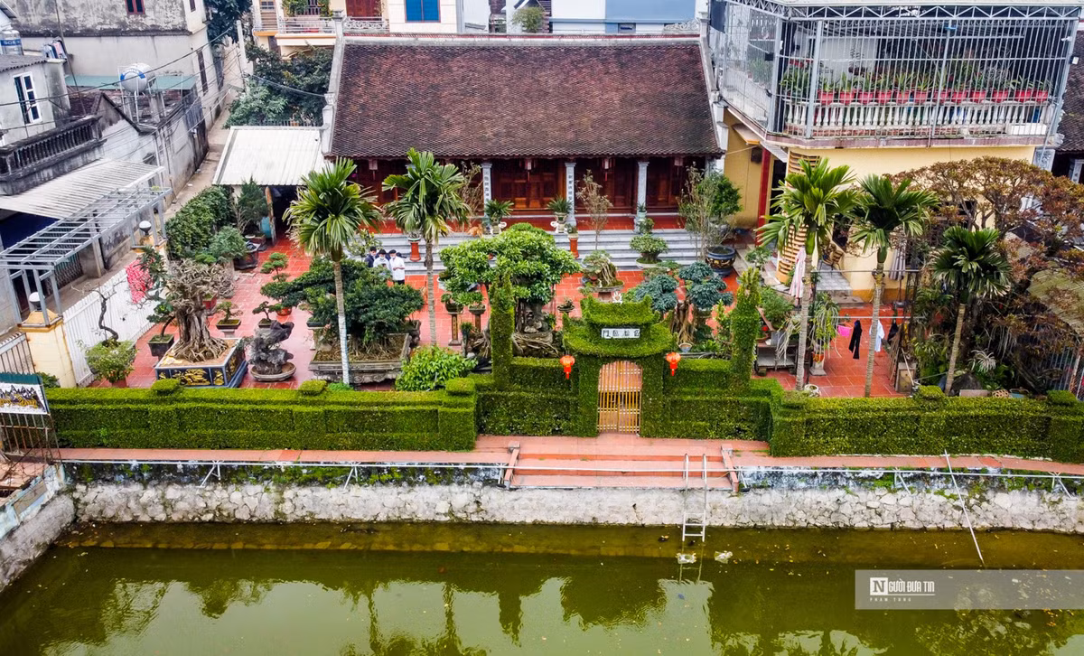 Ngam cong rao “doc nhat vo nhi” bang cay o ro 30 nam tuoi