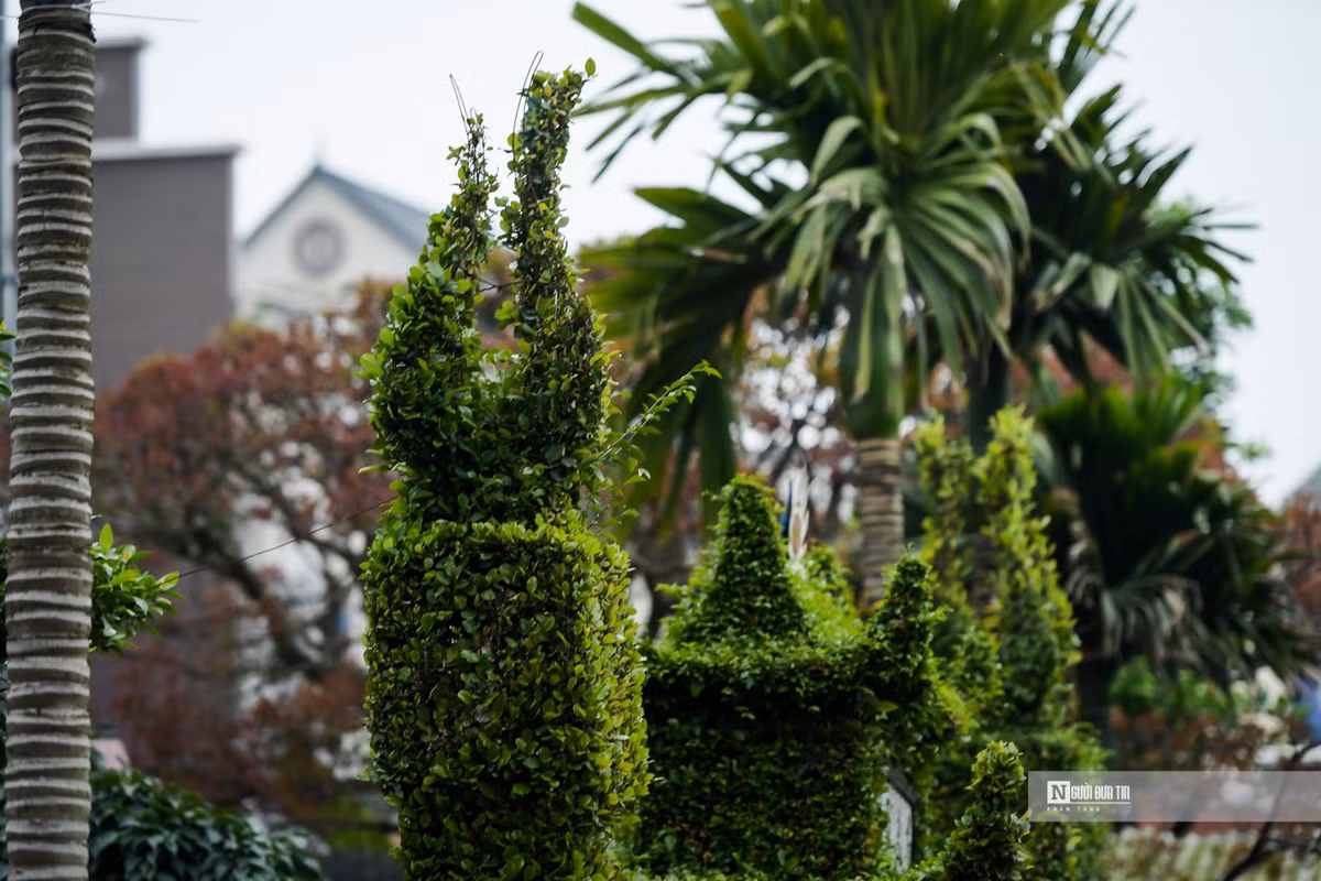 Ngam cong rao “doc nhat vo nhi” bang cay o ro 30 nam tuoi-Hinh-10