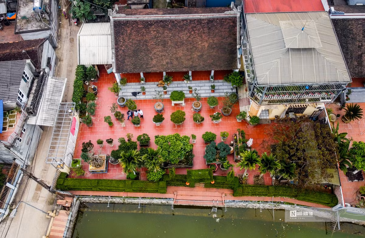 Ngam cong rao “doc nhat vo nhi” bang cay o ro 30 nam tuoi-Hinh-11