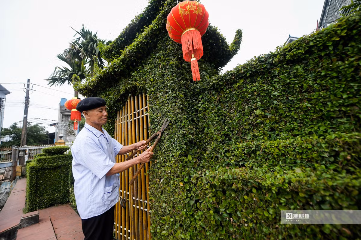 Ngam cong rao “doc nhat vo nhi” bang cay o ro 30 nam tuoi-Hinh-2