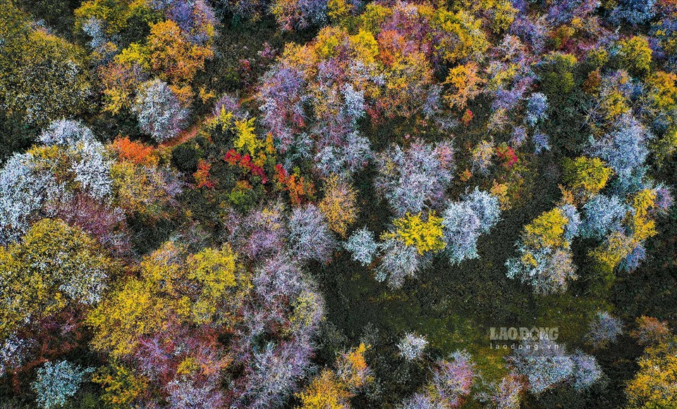 Chẳng những mang giá trị kinh tế cao khi thu hoạch quả, mùa hoa Sơn Tra nở rộ giữa tiết trời xuân vừa tô điểm thêm sức sống cho mảnh đất vùng cao, vừa thu hút khách du lịch tìm đến để được ngắm tận mắt và check in dưới rừng hoa.