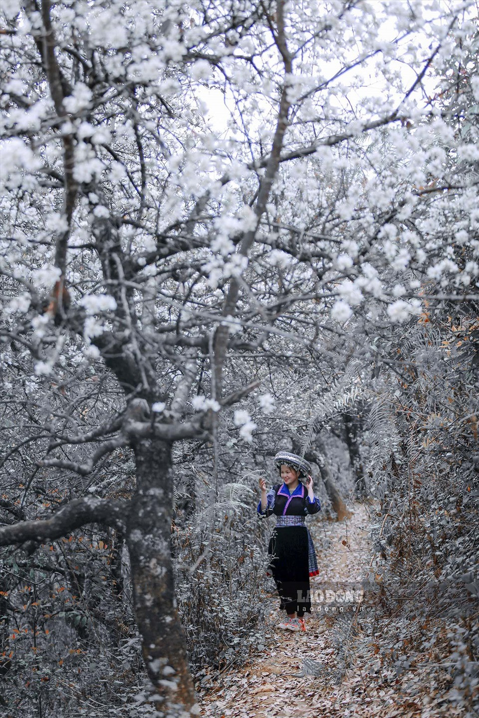 Hoa Sơn Tra khi bung nở ta sẽ nhìn rõ 5 cánh với nhụy vàng, xen kẽ màu nâu… Hoa mang màu trắng ngà chứ không trắng tinh như hoa mận, hoa mơ, hoa lê, nó có vẻ đẹp tự nhiên, bình dị như người thiếu nữ Mông trên những nẻo đường rẻo cao Tây Bắc.