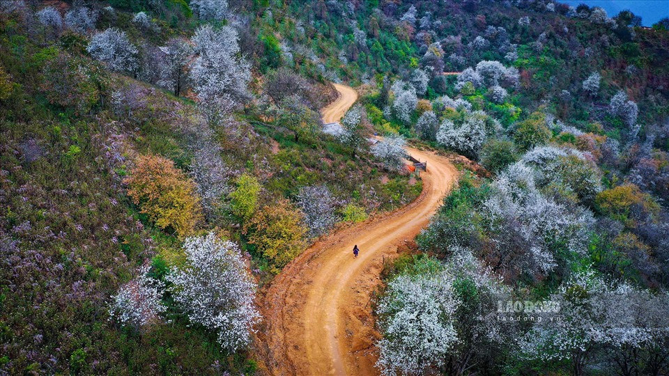 Cây Sơn Tra thường mọc tự nhiên trong những cánh rừng ở vùng núi cao, nhiều nhất là ở tỉnh Sơn La, Yên Bái và Lào Cai. Quả Sơn Tra được bà con đồng bào Mông thu hoạch đem bán để ngâm rượu, ngâm mật ong, đường…