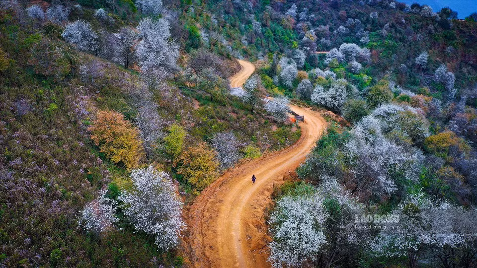 Cây Sơn Tra thường mọc tự nhiên trong những cánh rừng ở vùng núi cao, nhiều nhất là ở tỉnh Sơn La, Yên Bái và Lào Cai. Quả Sơn Tra được bà con đồng bào Mông thu hoạch đem bán để ngâm rượu, ngâm mật ong, đường…