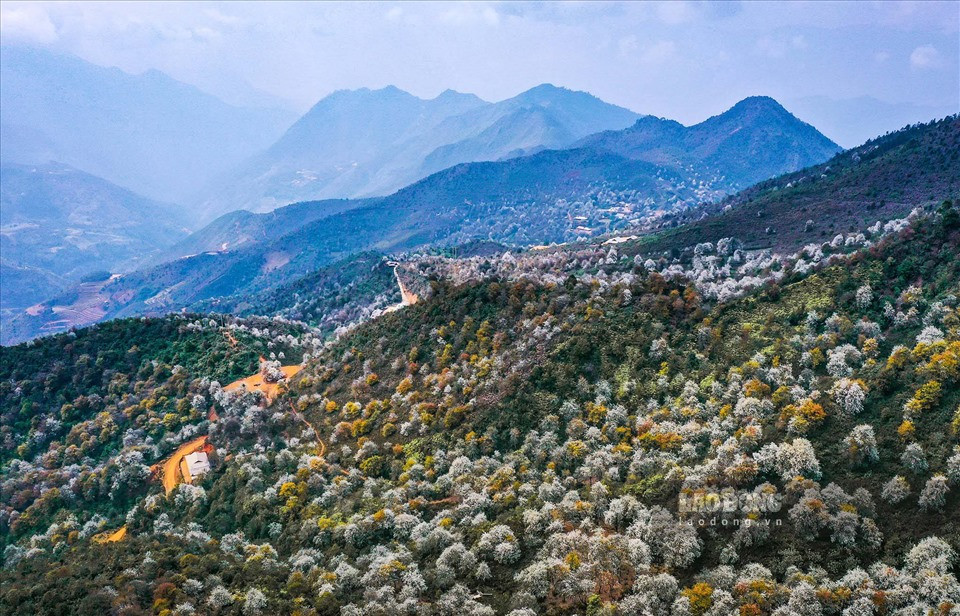 Cây Sơn Tra đã gắn bó với đồng bào dân tộc Mông ở vùng cao Tây Bắc nhiều đời nay, là cây xóa đói giảm nghèo, phủ xanh đất trống, đồi trọc. 