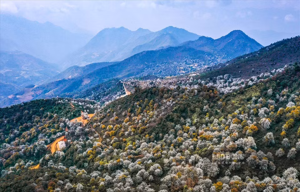 Cây Sơn Tra đã gắn bó với đồng bào dân tộc Mông ở vùng cao Tây Bắc nhiều đời nay, là cây xóa đói giảm nghèo, phủ xanh đất trống, đồi trọc. 