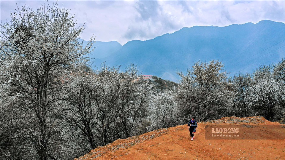 Bản Nậm Nghiệp với độ cao trung bình 2.200 mét so với mặt nước biển, có diện tích Sơn Tra lớn nhất với hơn 1.600 ha cây. Trong đó, có khoảng 800 ha là cây cổ thụ với tuổi đời từ 300 - 500 năm.
