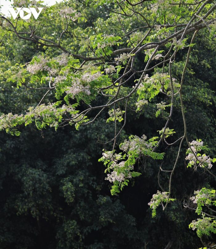 Một dạo, những chỗ thường trồng xoan người ta đã thay bằng giống bạch đàn dễ trồng chóng lớn.