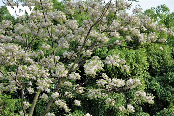 Xoan thường được trồng ở ven đường, góc vườn, ven ao... để lấy gỗ đóng bàn đóng tủ.