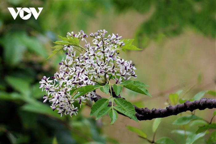 Một vài hình ảnh đẹp về hoa xoan tại Hải Phòng.