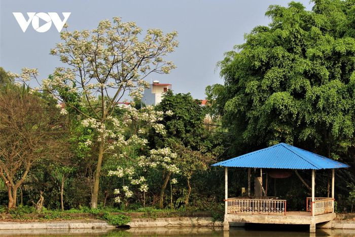 Ở Hải Phòng bây giờ đã rất hiếm xoan, chỉ thỉnh thoảng đâu đó còn sót lại một vài cây ở những khoảnh đất hoang. Nhưng với những ai muốn đi tìm lại chút hương xưa từ những chùm hoa xoan tím, có thể đến khu dân cư Tiểu Trà (phường Đa Phúc, quận Dương Kinh, thành phố Hải Phòng). vẫn có một rặng xoan ven mấy bờ ao.