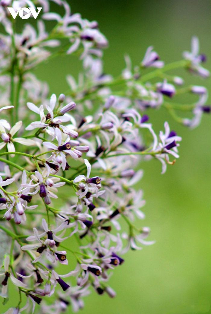Những chùm hoa tím nhẹ bồng bềnh như mây, buông lơi như liễu rủ, cứ nhẹ nhàng dập dờn trong gió xuân rồi buông những cánh hoa tim tím the.